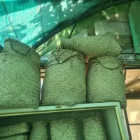 سبد حصیری در رضاشهر