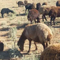 میش فروشی باسکویی