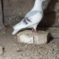 کفتر|پرنده|تربت جام, معدآباد|دیوار