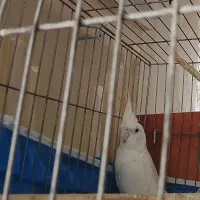 عروس هلندی