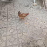 مرغ و خروس