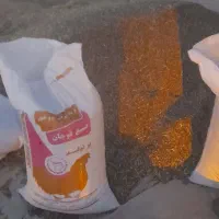 ۷۰۰ کیلو جو سیاه سهند دیم  و ۲تن جو سفید سهند دیم