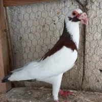 اسکندرون دنش پلنگ گرگاتی