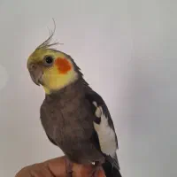 عروس هلندی