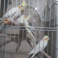 عروس هلندی