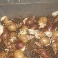 حیوان خانگی