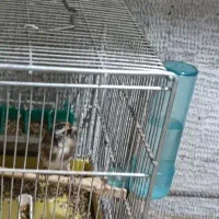 سهره ماده متولد قفس