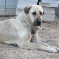 پژدر ماده