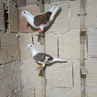 گراف