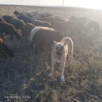 فروشی|سگ|بناب, |دیوار