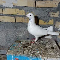 سار  ماده المانی