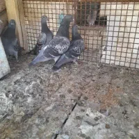 کبوتر‌بدرد بخور