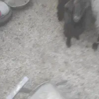 سه تا بزغاله یک نر دوماده