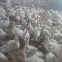 جوجه بوقلمون
