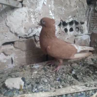 کفتر