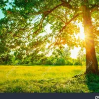 فروش-باغ