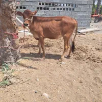 گاو