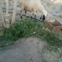 گوسفند چاق چله