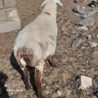 دو عدد گوسفند فروشی فوری فوری