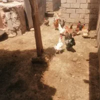 دوعدد خروس چاق
