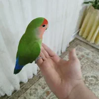 طوطی برزیلی نر دستی رام