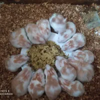 همستر|موش و خرگوش|مشهد, هفده شهریور|دیوار