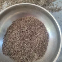 زیره کوه خبر