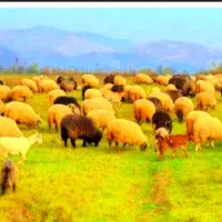 گوسفند گوسفند زنده مشهد