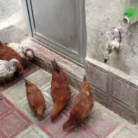 جوجه