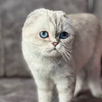 اسکاتیش سیلور وارداتی