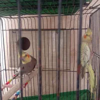 عروس هلندی مولد