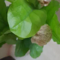 گل یاس عمامه ای
