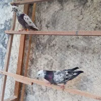 کبوتر غریب گرفته