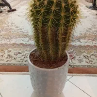 کاکتوس|گل و گیاه طبیعی|تهران, اوقاف|دیوار