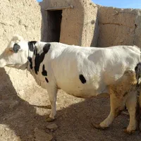 هولشتاین سیمنتال