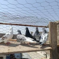 سرور|پرنده|سمنان, |دیوار
