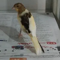 قناری۴
