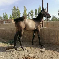 کره اسب