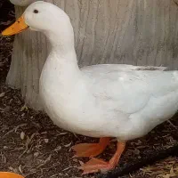 اردک تخم گذار