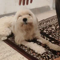 سـگ|سگ|دهدشت, |دیوار