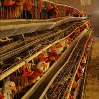 واگذاری مرغداری تخم گذار