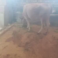 گوساله