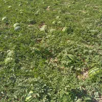 هندوانه شیرین