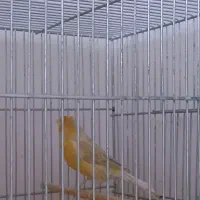 قناری|پرنده|کرج, گلستان|دیوار