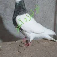کبوتر