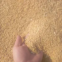گندم دیم بذری باران مخصوص کاشت