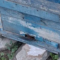 عسل خشخاش توضیحات بخونید