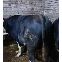 گاو