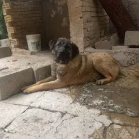 سگ سراب نه ماهه