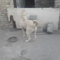 سگ سرابی|سگ|ارومیه, |دیوار